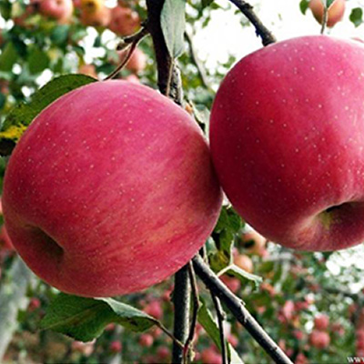 紅富士蘋(píng)果 紅富士蘋(píng)果